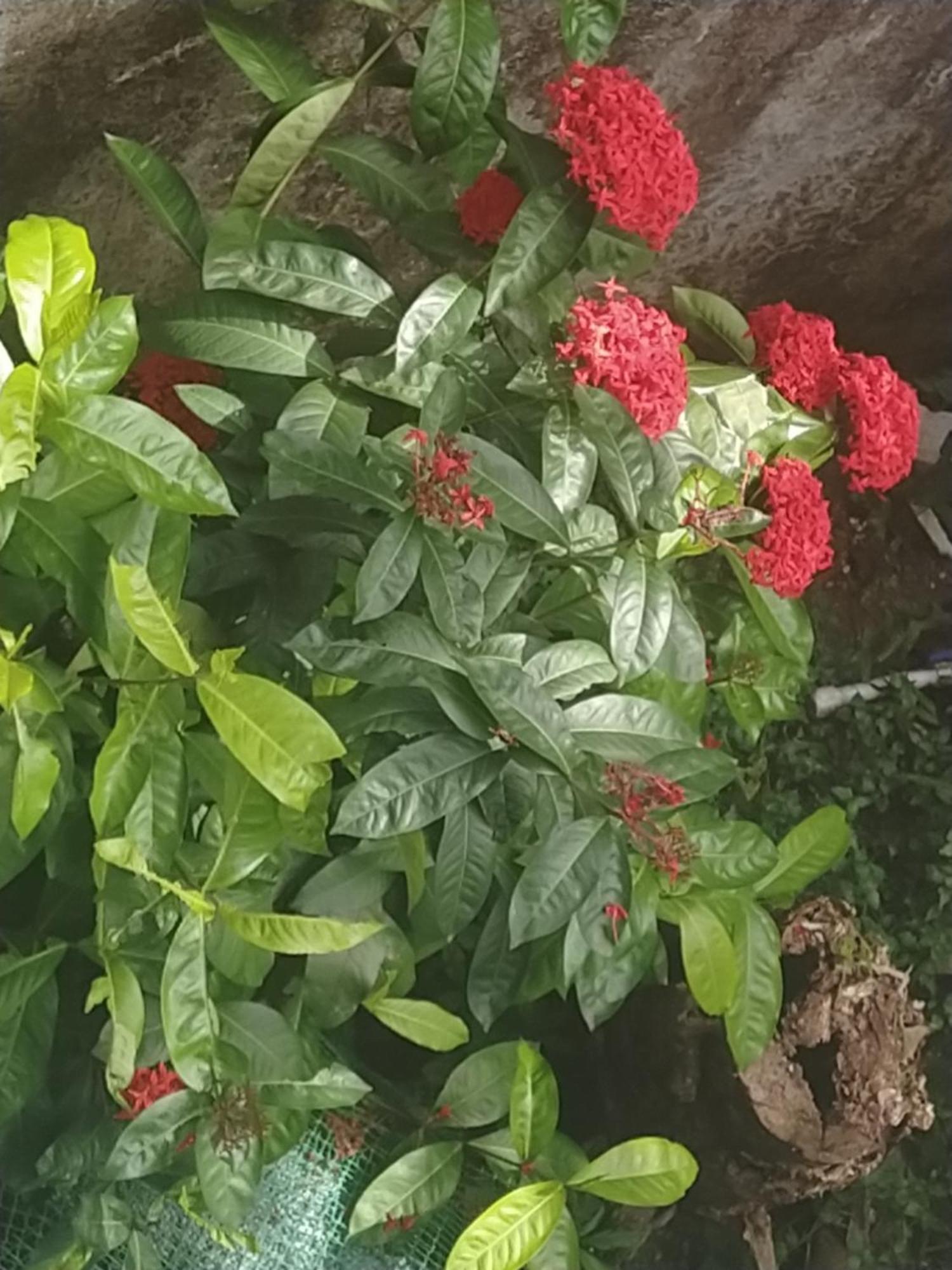 Paradise Inn Guest House Alappuzha ภายนอก รูปภาพ