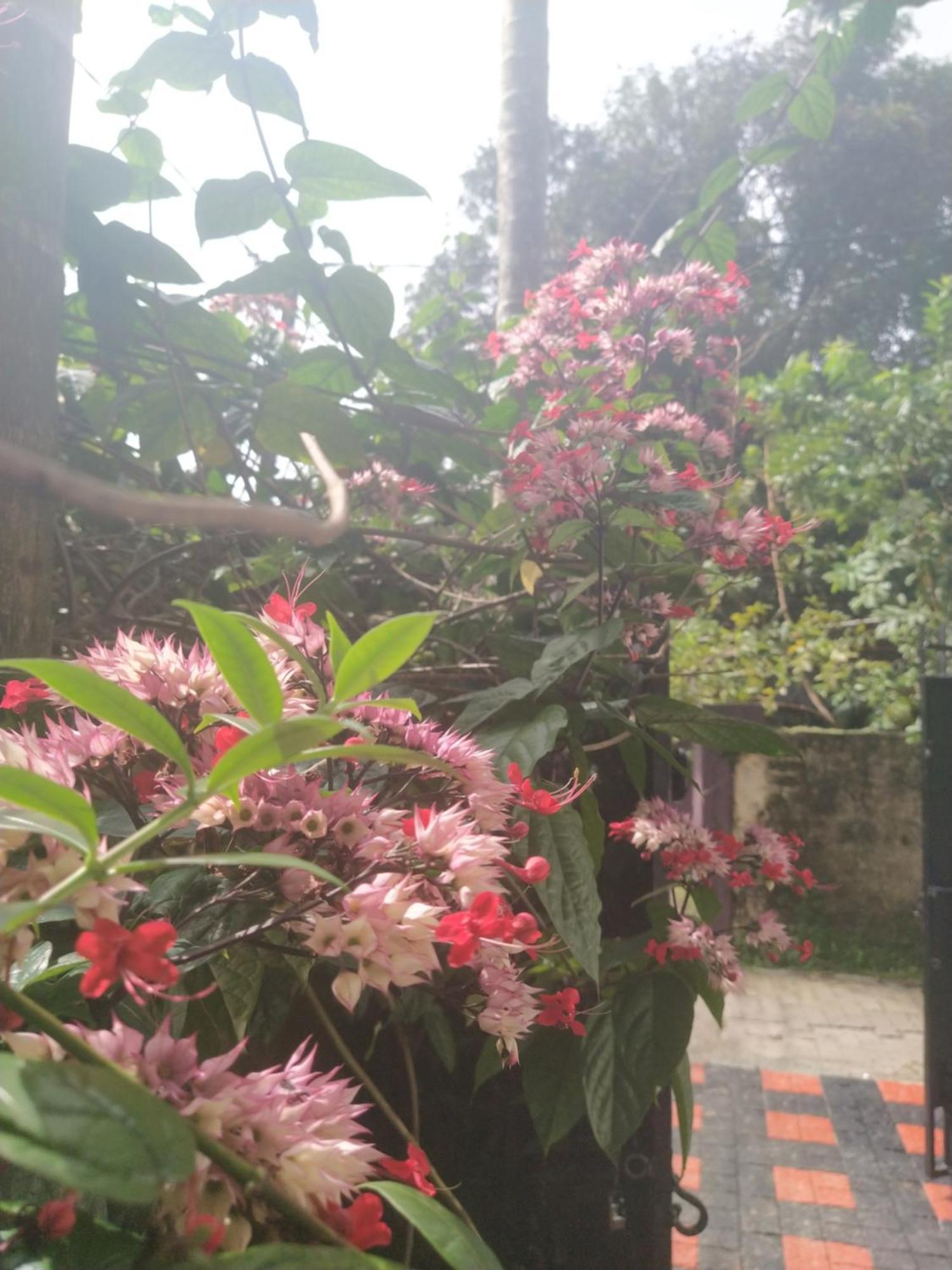 Paradise Inn Guest House Alappuzha ภายนอก รูปภาพ